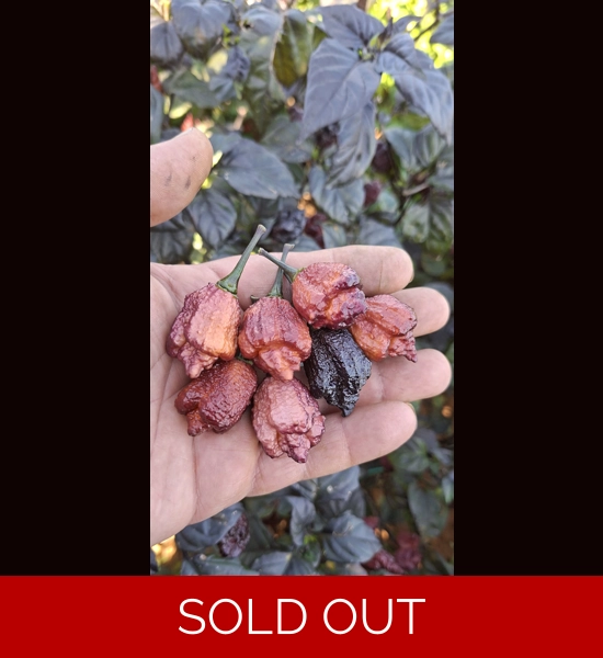 Crazy Boy Pink cream  Variant (f8) (10+seeds)